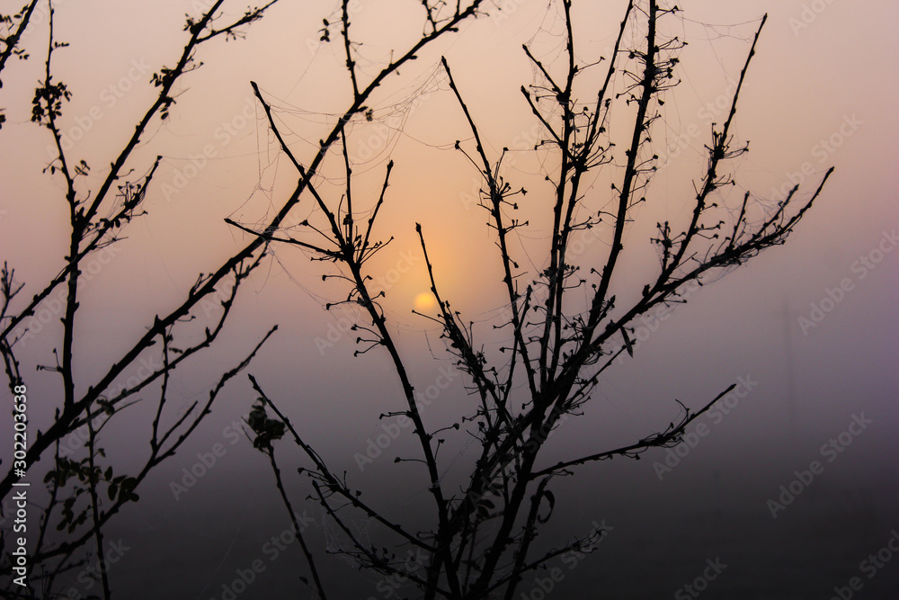 silhouette of a tree at sunrise silhouette of a tree at sunrise