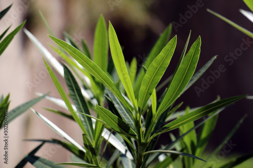 Closeup of natural green plant