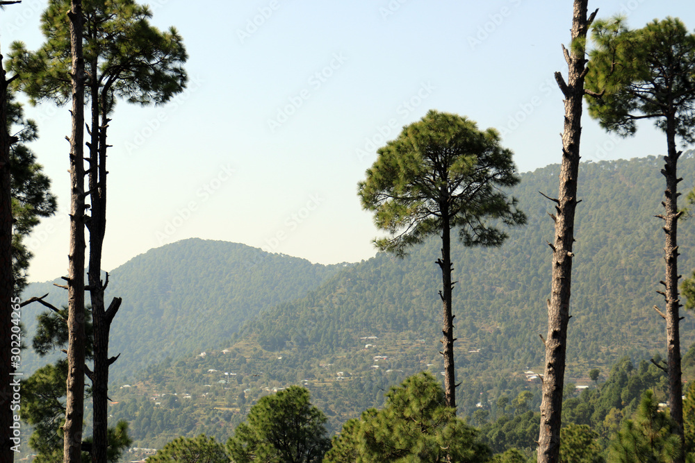 Obraz premium Lush Green Pine Trees Forest and beautiful Landscape of Patriata, New Murree, Punjab, Pakistan