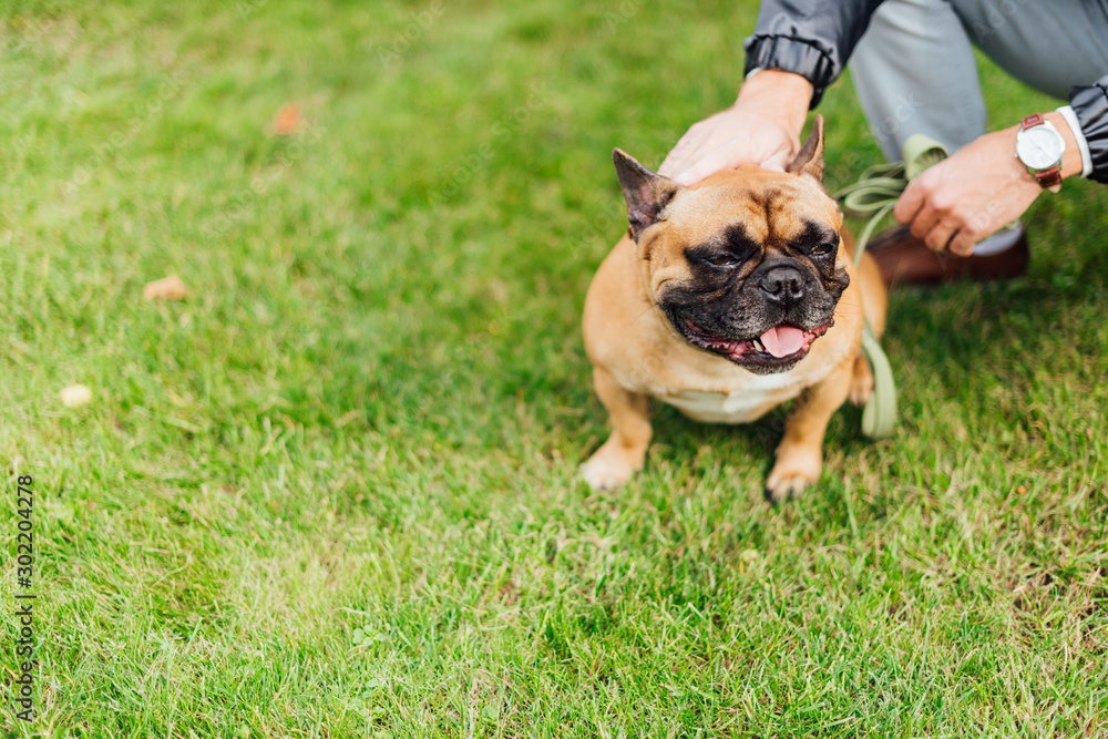Cropped view of man petting french bulldog on lawn