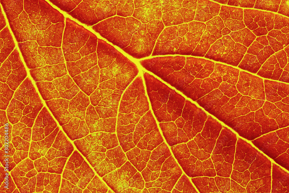 macro photo of autumn leaf texture - obrazy, fototapety, plakaty 