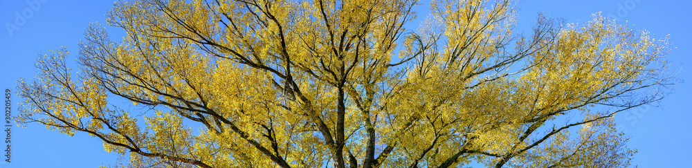 Golden tree top