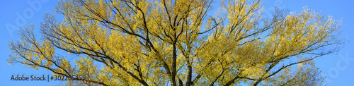 Golden tree top