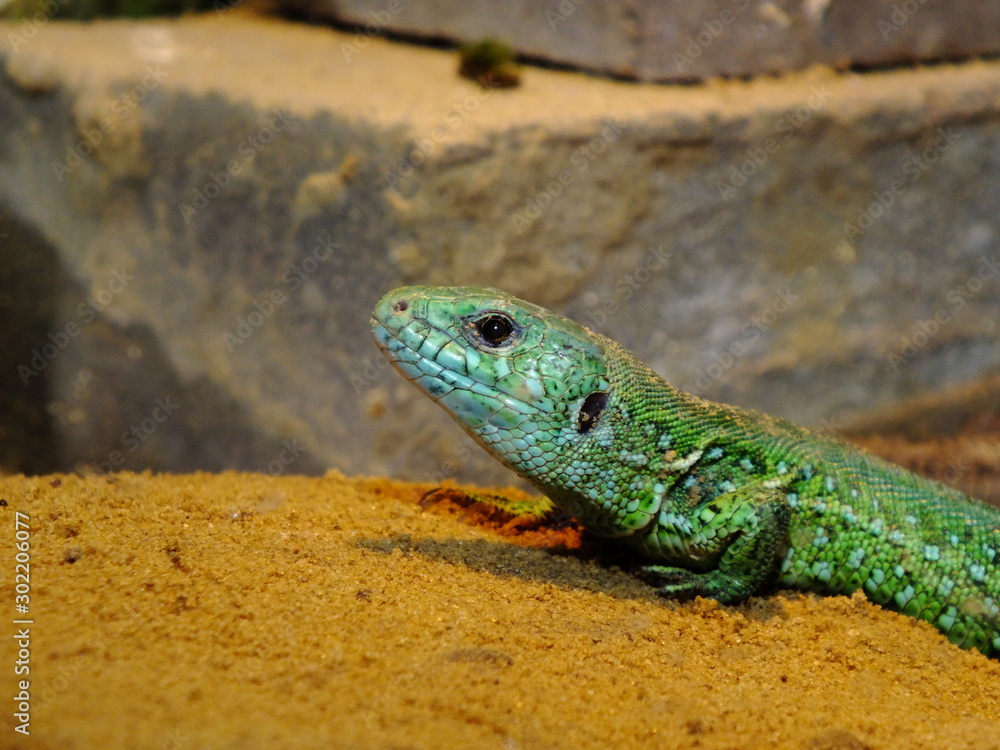Fototapeta premium izards live in a terrarium. sand lizard