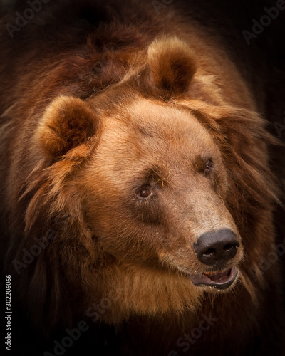 Huge hairy bear face full face in full screen. but a sweet, kindly expression on the face. a symbol of power and calm strength and confidence. highlighted in dark background. © Mikhail Semenov