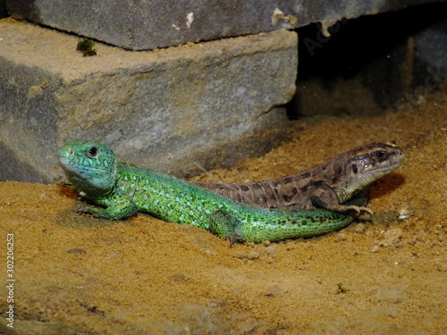 izards live in a terrarium. sand lizard