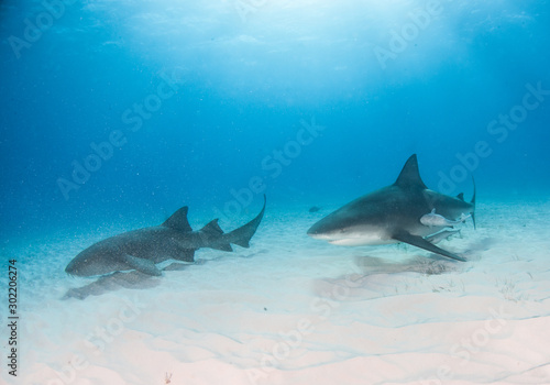 Bull and nurse shark at the Bahamas © Michael Bogner