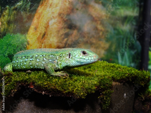 izards live in a terrarium. sand lizard