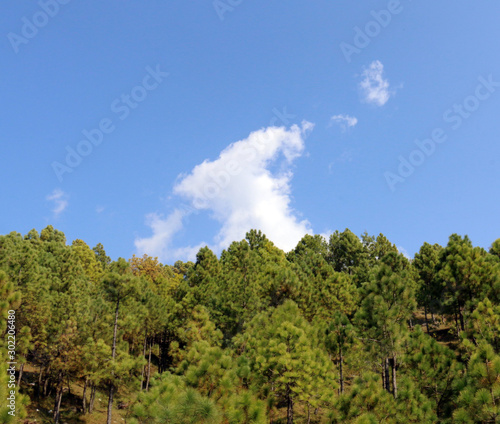 Lush Green Pine Trees Forest and beautiful Landscape of Patriata  New Murree  Punjab  Pakistan