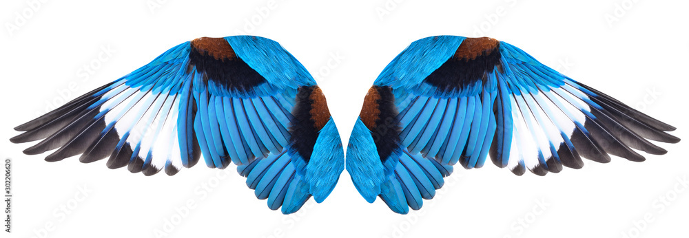 Obraz premium Blue winged bird isolated on white background