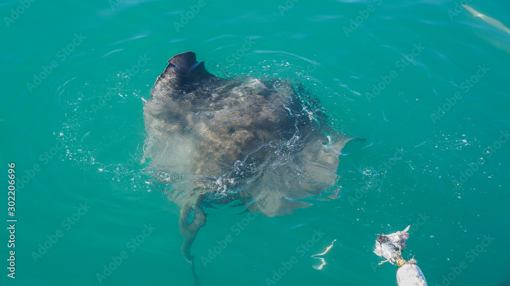 Obraz premium Large Stringray lure feeding in South Africa shark diving attraction on boat