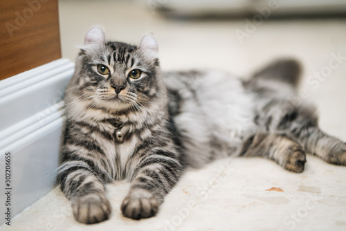 Принти на полотні Furry cute Black American curl male kitten 7 months old