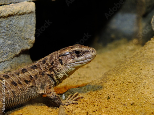 izards live in a terrarium. sand lizard