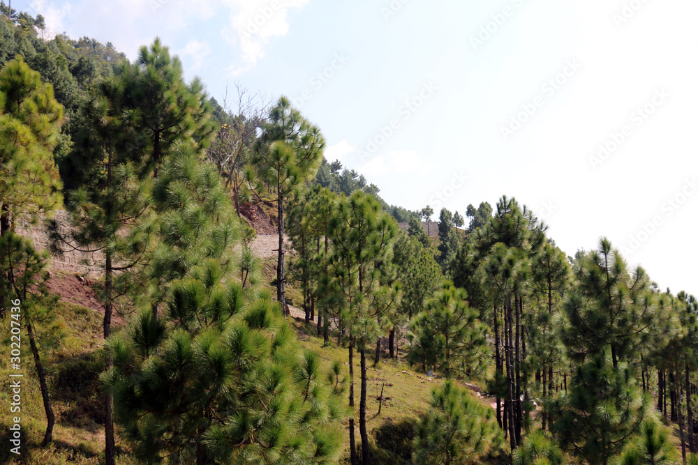 Lush Green Pine Trees Forest and beautiful Landscape of Patriata, New Murree, Punjab, Pakistan