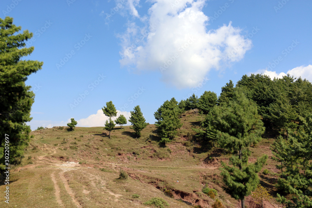 Lush Green Pine Trees Forest and beautiful Landscape of Patriata, New Murree, Punjab, Pakistan