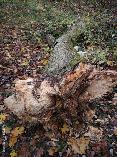 Abgebrochener Baum