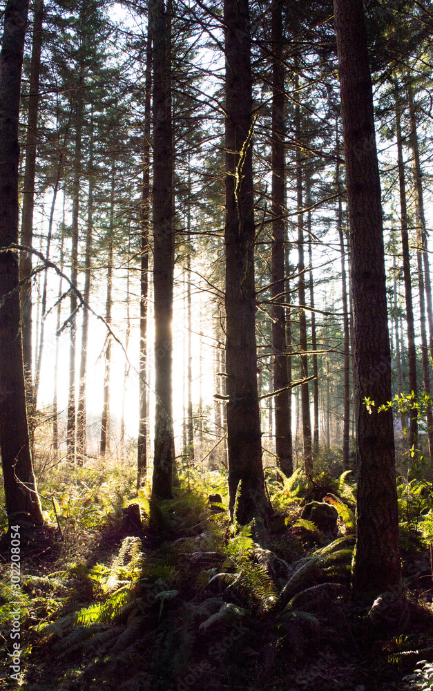 Obraz premium Misty morning forest