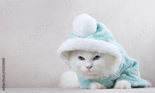 british longhair kitten in a christmas costume photo