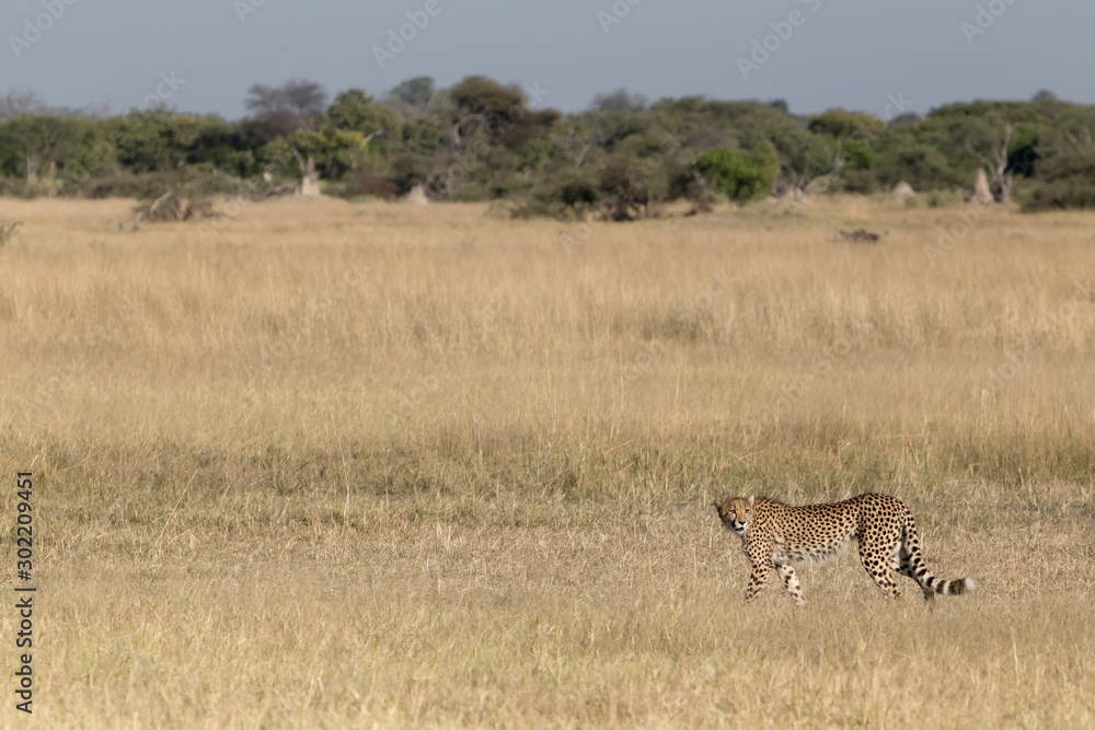 Single cheetah prowling across open grassland Single cheetah prowling across open grassland