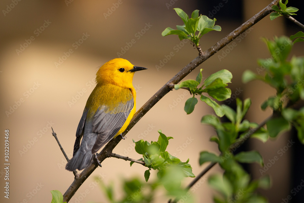 Beautiful Prothonotary Warbler perched in thickets 