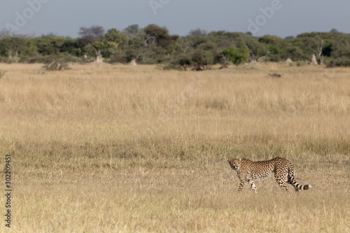 Single cheetah prowling across open grassland