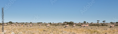 Heard of oryx in a line © Chris