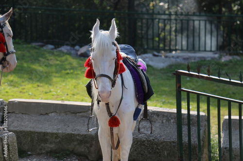 Horse Ride at Kashmir Point Patriata, New Murree, Punjab, Pakistan photo