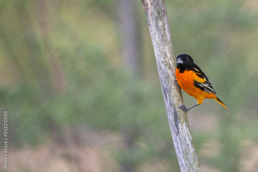 Male Baltimore Oriole perched on branch Male Baltimore Oriole perched on branch
