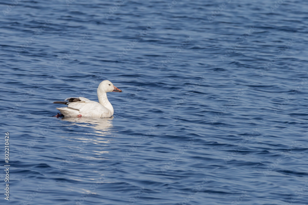 migrating Snow Goose swimming in lake migrating Snow Goose swimming in lake