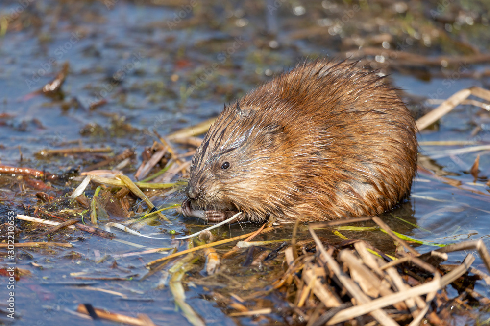 Muskrat feeding in shallow water of pond Muskrat feeding in shallow water of pond