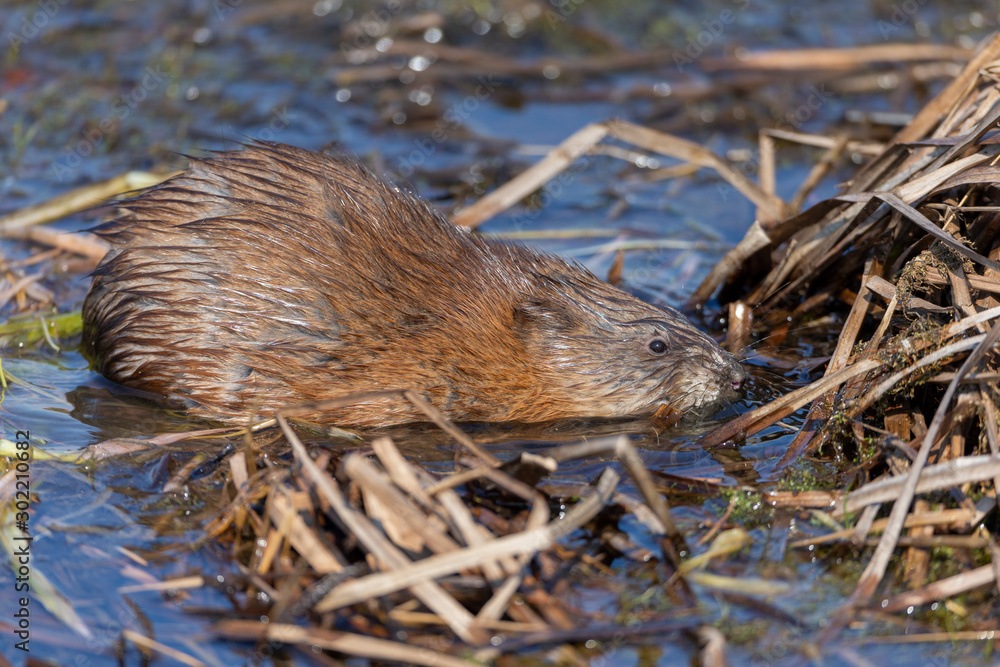 Muskrat feeding in shallow water of pond Muskrat feeding in shallow water of pond
