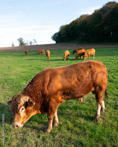 bull and limousin cows in backlit meadow landscape with forest in the background