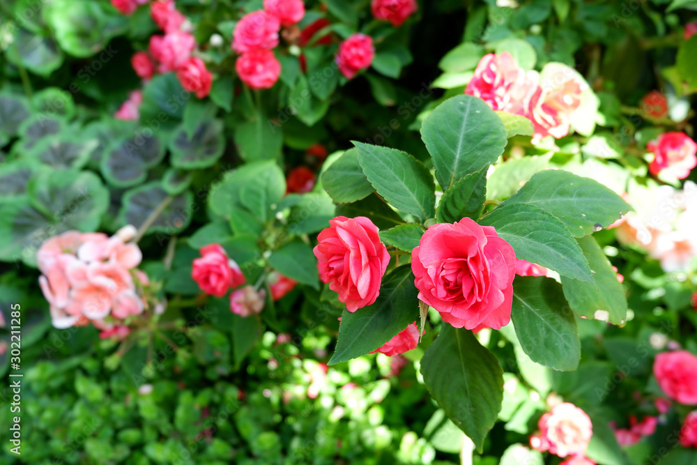 red flowers in the garden red flowers in the garden