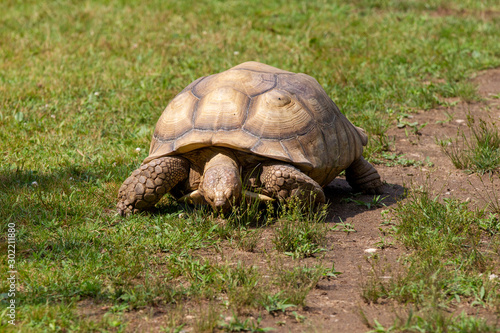 Tortoise walking in grassy environment