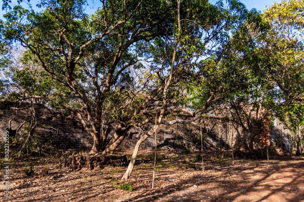 Ruins of Yashwantgad Fort. Old walls covered by trees, Redi, Maharashtra Ruins of Yashwantgad Fort. Old walls covered by trees, Redi, Maharashtra