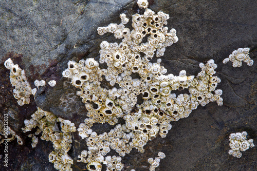 Quadro su tela Barnacles on rocks at Low Tide