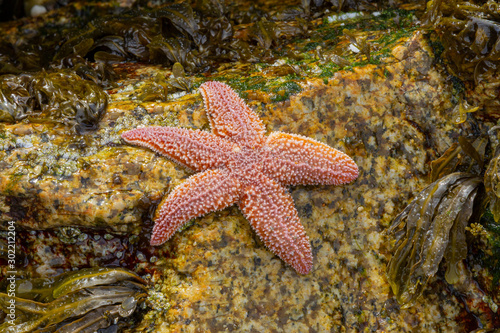 Starfish on rocks at Low Tide © Dennis Donohue