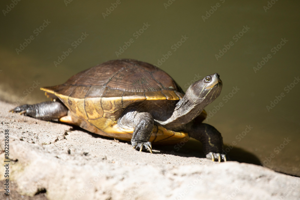 Turtle sunning on shore of a pond Turtle sunning on shore of a pond