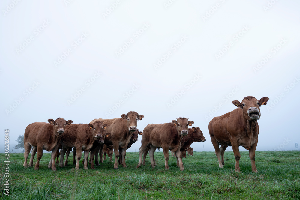 brown limousin cows in misty meadow on early morning in the countryside