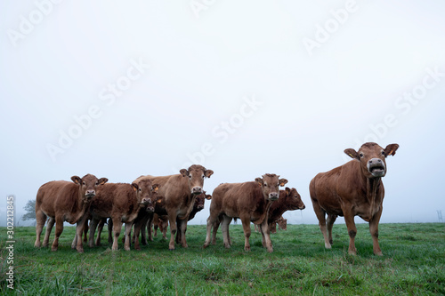 brown limousin cows in misty meadow on early morning in the countryside