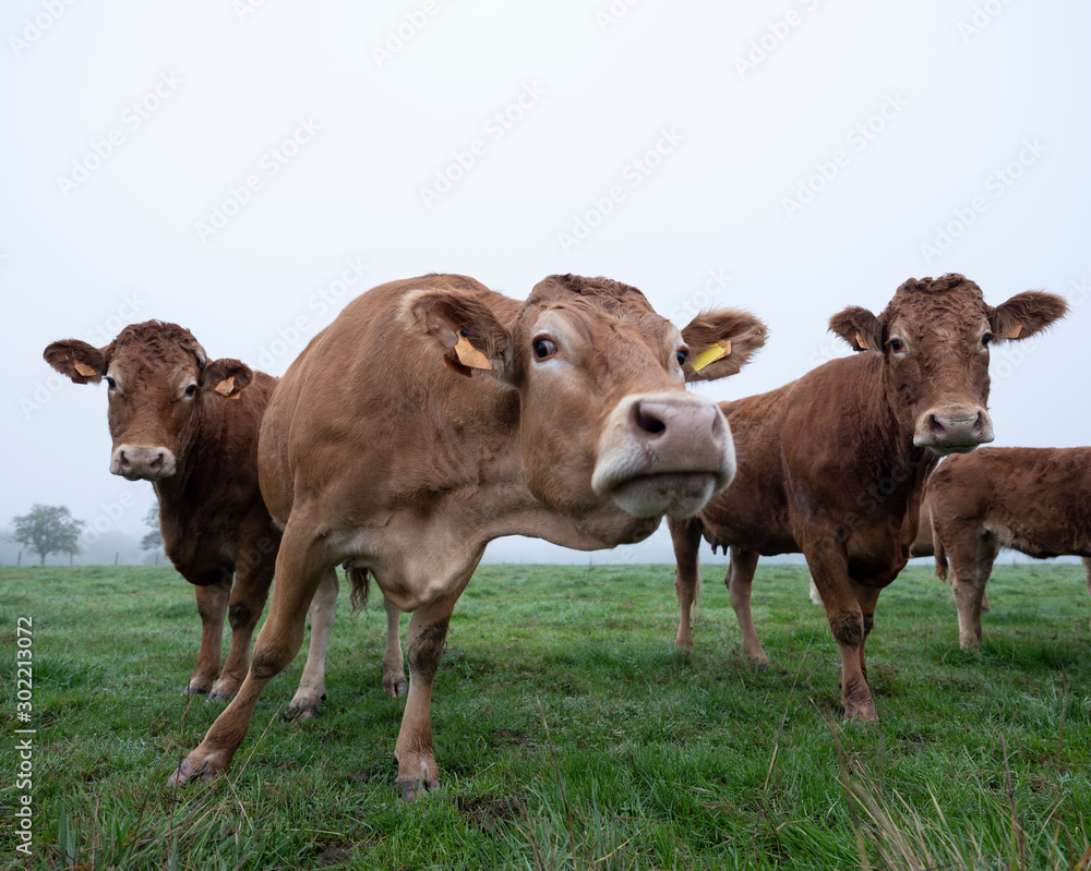 brown limousin cows in misty meadow on early morning in the countryside brown limousin cows in misty meadow on early morning in the countryside