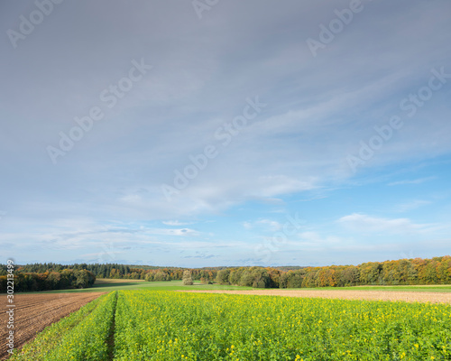 mustard seed field and autum forest under blue sky in luxembourg