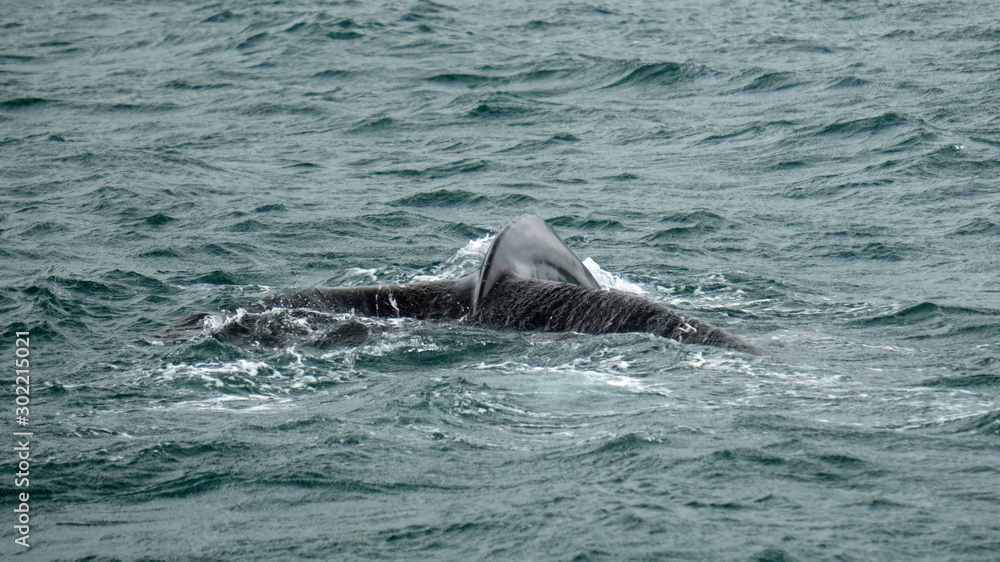 Fototapeta premium Buckelwal 1