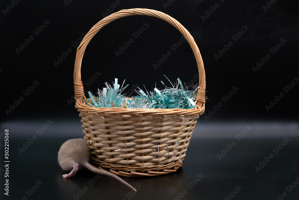 The rat is hiding behind a New Year's basket. the ass of the rat. The rat is hiding behind a New Year's basket. the ass of the rat.