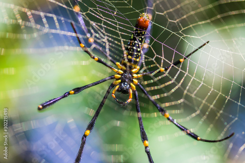 Giant wood Spider near Chiang Mai, Thailand