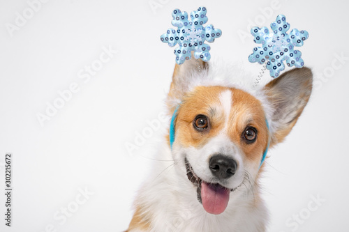 Close up portrait of funny cute red and white corgi wearing funny Christmas rim on the head, with shiny blue snowflakes.