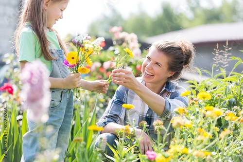 Fototapeta Mother and daughter picking pretty colourful flowers in their organic garden