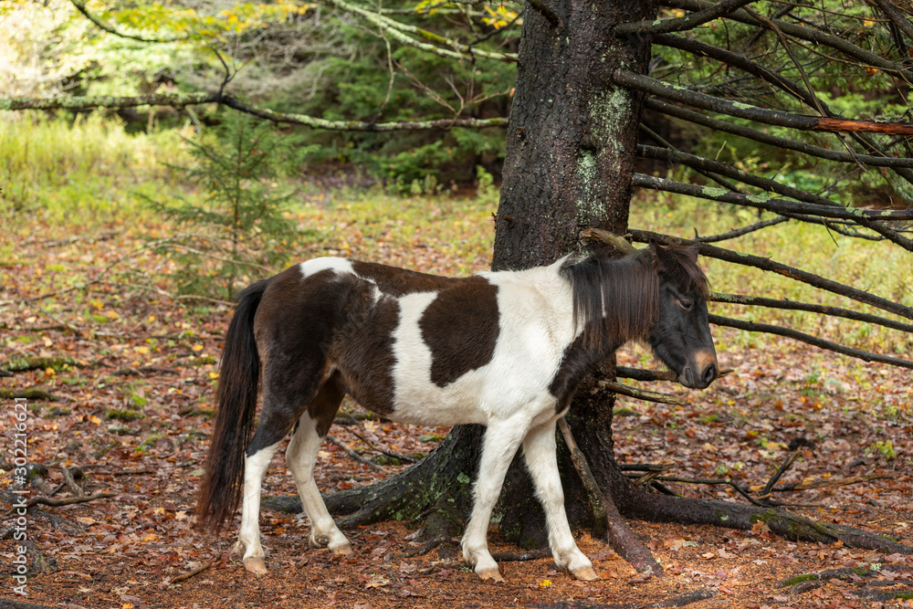 Beautiful Wild Pony of Virginia's Grayson Highlands State Park