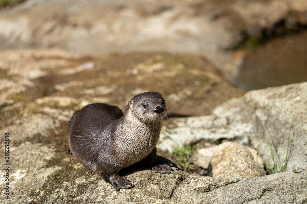 Fresh Water River Otter in wild Fresh Water River Otter in wild