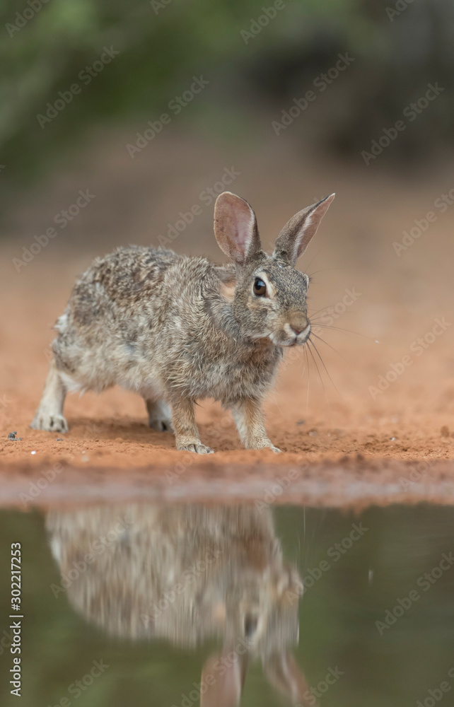 Fototapeta premium Cute Eastern Cottontail Rabbit in wild